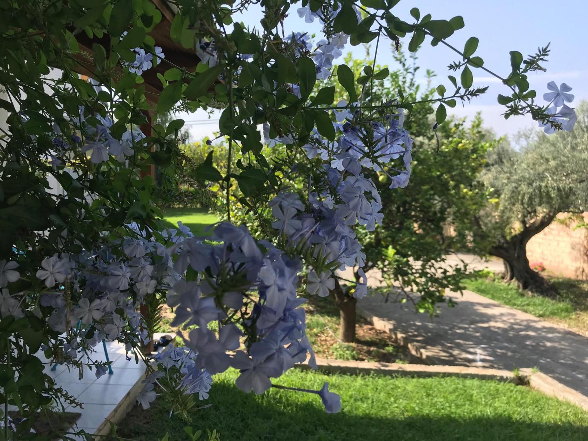 Spiti Ostria Βίλα Αίγιο Εξωτερικό φωτογραφία